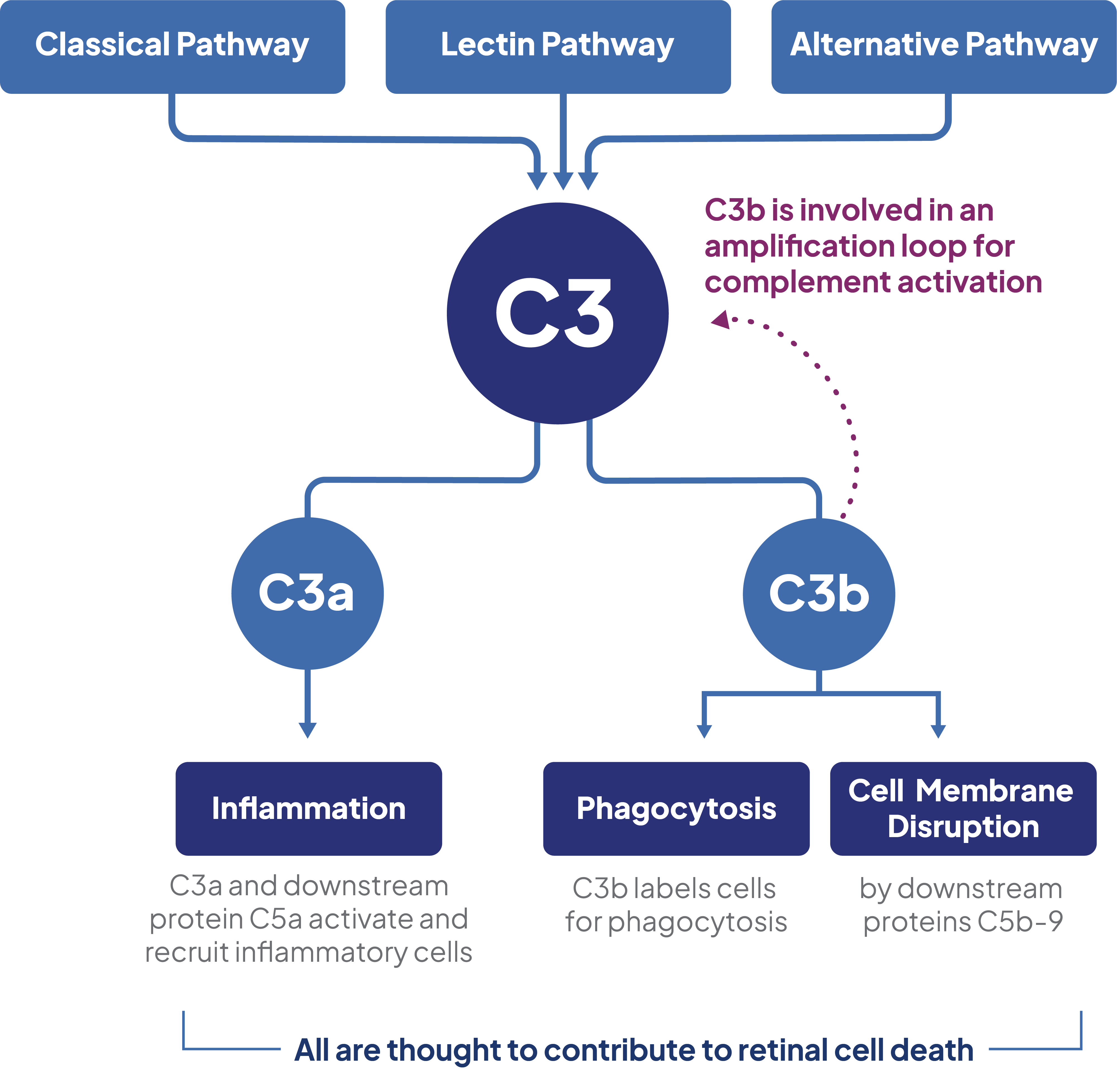 Complement cascade pathway map