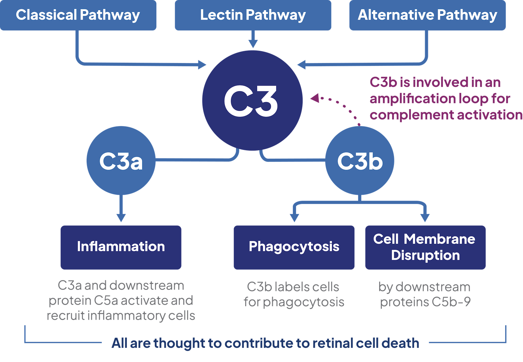 Complement cascade pathway map